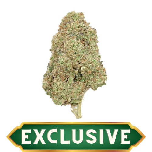 JACK DIESEL (SATIVA)