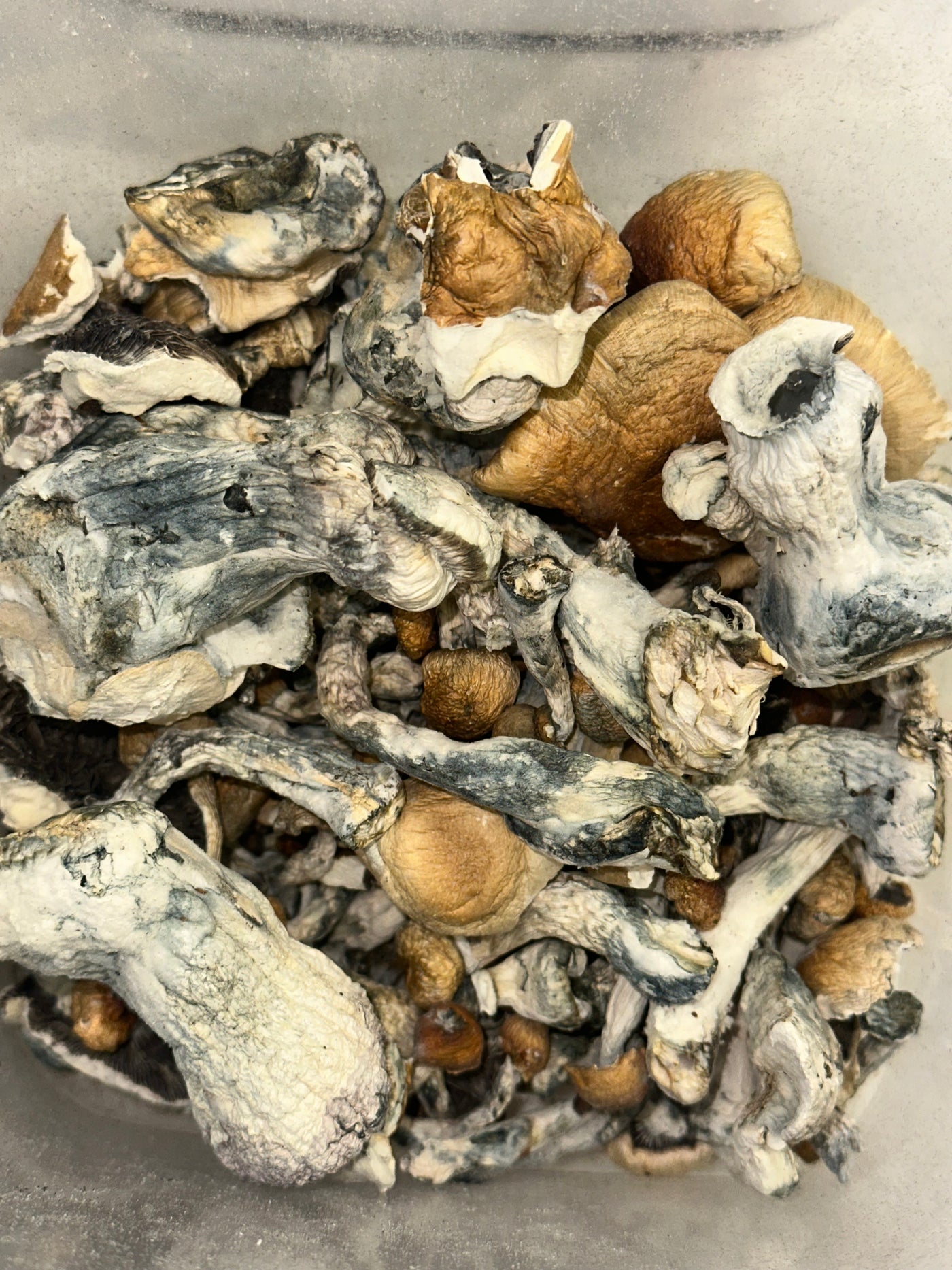 PE7 (HOUSE MUSHROOM)