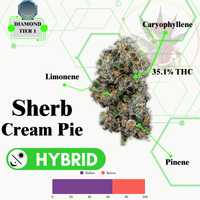 SHERB CREAM PIE (HYBRID) -VIP