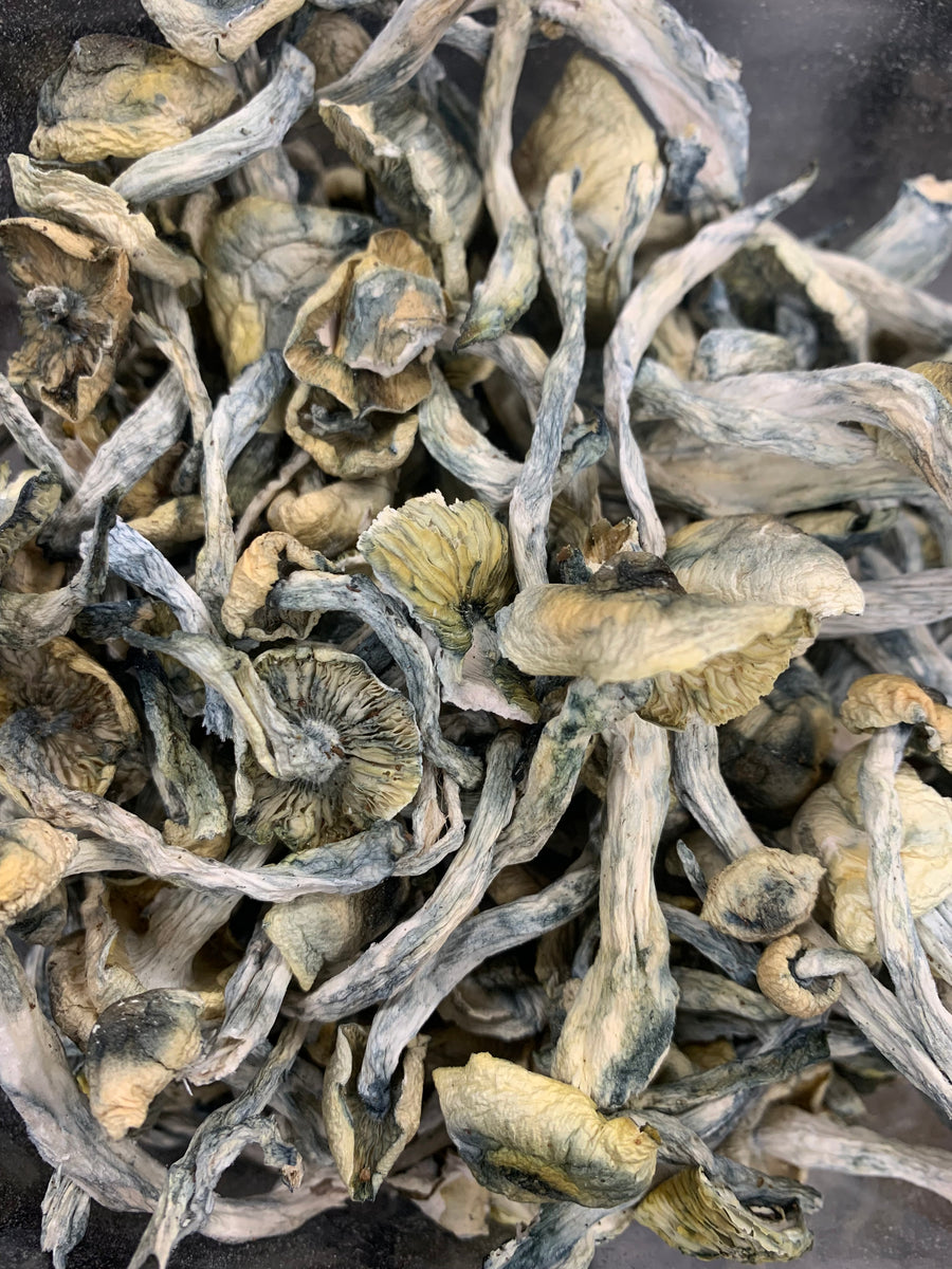 HILBINO (HOUSE MUSHROOM)