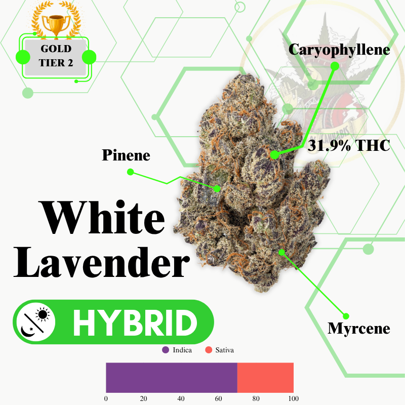 WHITE LAVENDER (HYBRID) -SUPREME