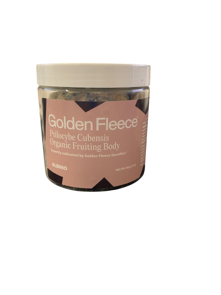 GOLDEN FLEECE - PSILOCYBE CUBENSIS ORGANIC FRUITING BODY 28 ALBINO
