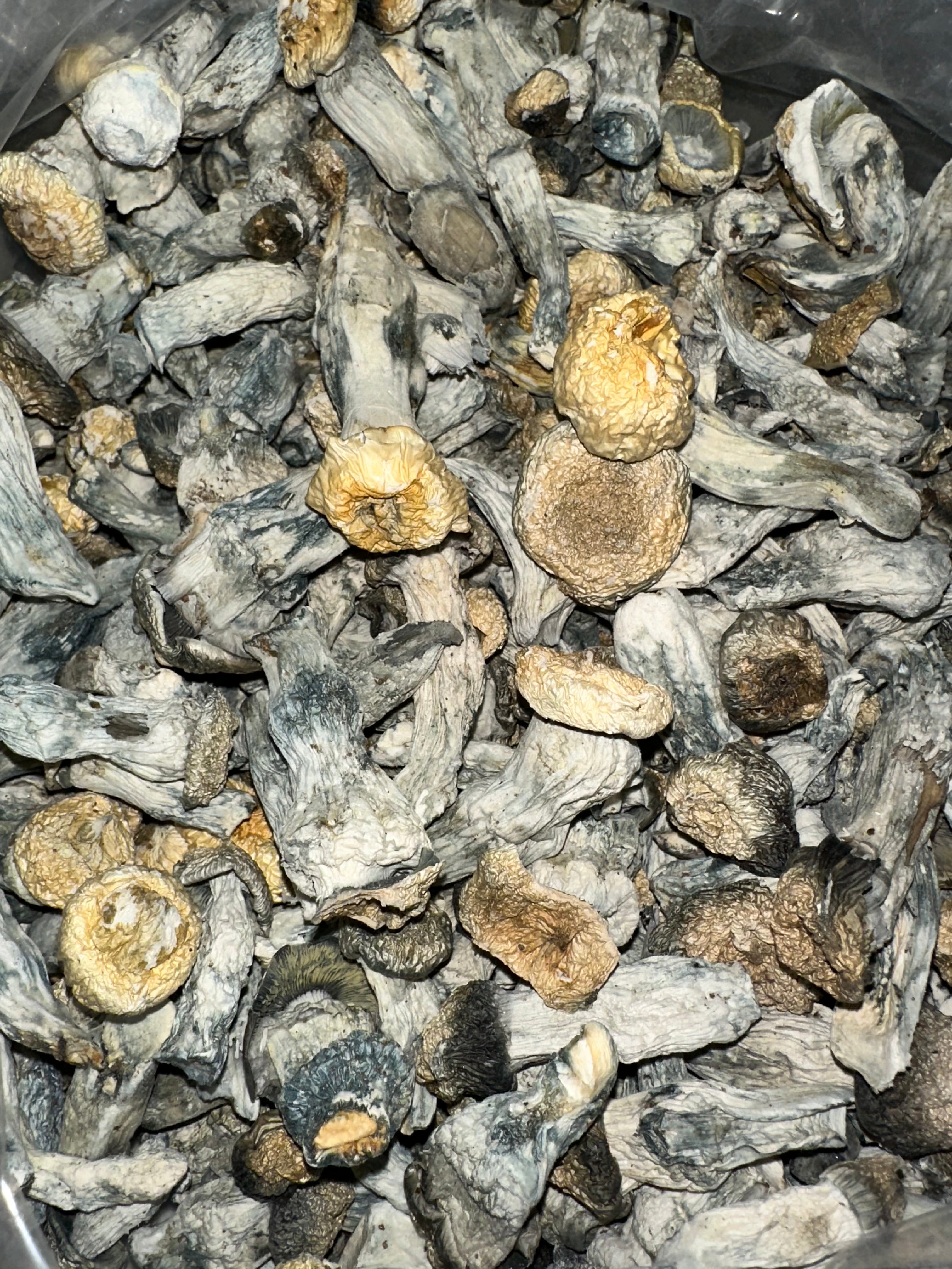 HILBINO (HOUSE MUSHROOM)