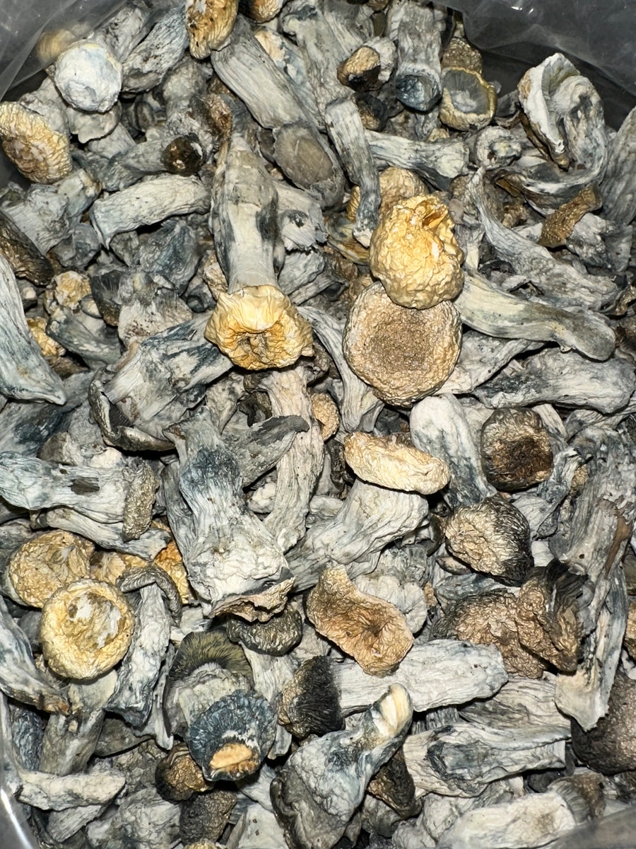 HILBINO (HOUSE MUSHROOM)