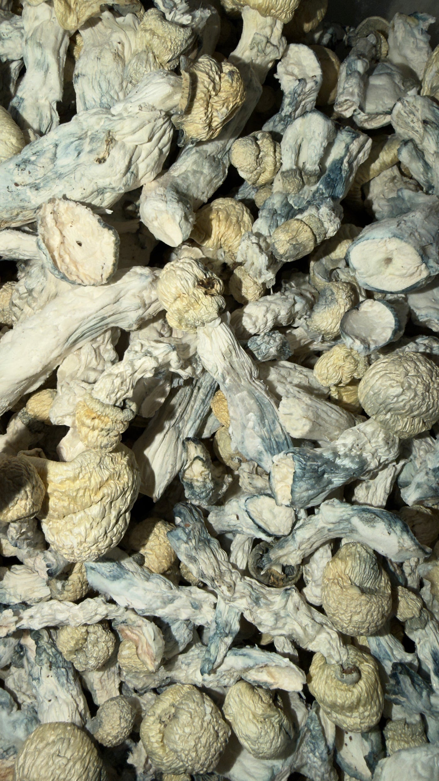 AISBERG (ALBINO THAI LIPA YAI) (HOUSE MUSHROOM)