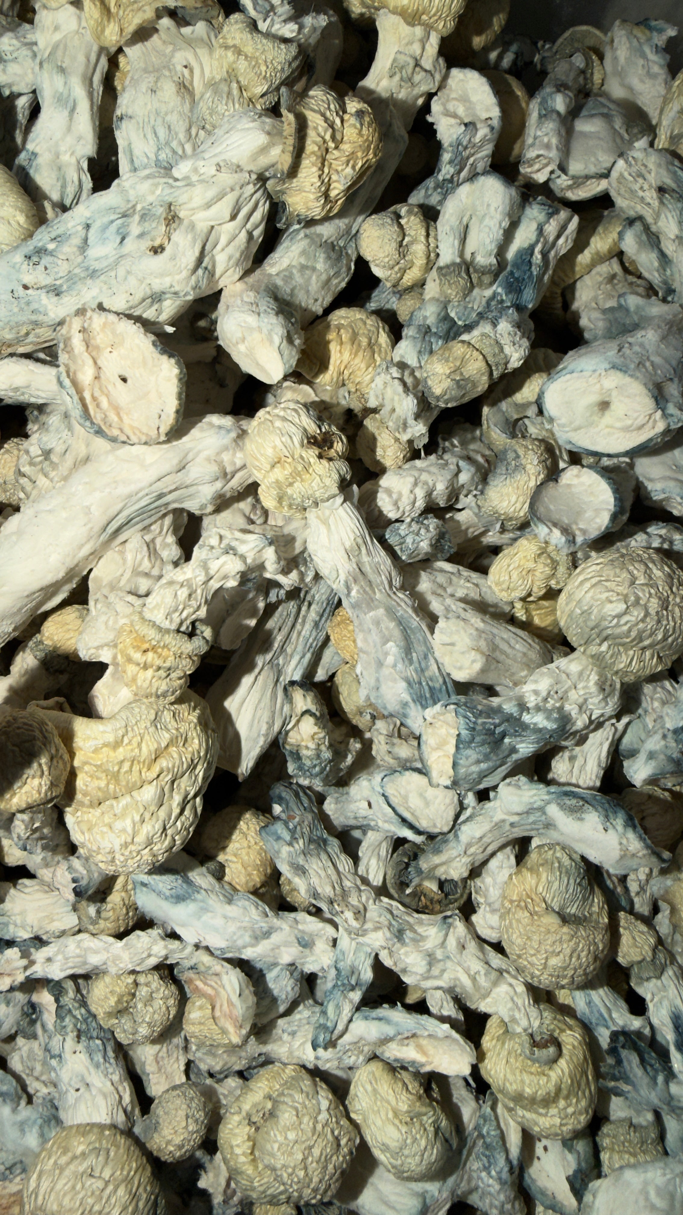 AISBERG (ALBINO THAI LIPA YAI) (HOUSE MUSHROOM)