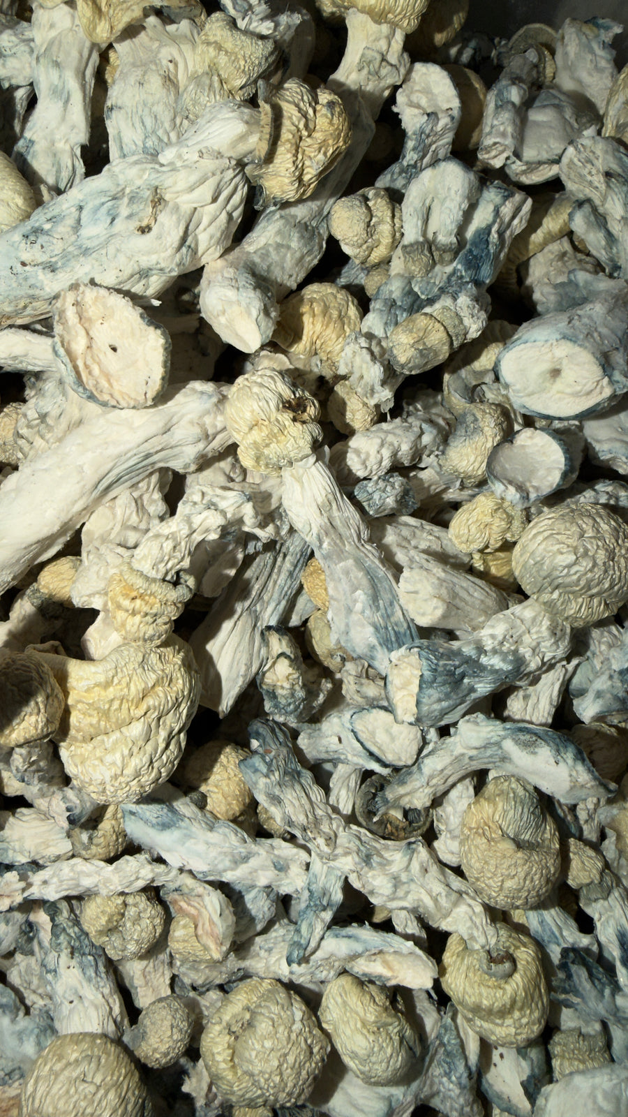 AISBERG (ALBINO THAI LIPA YAI) (HOUSE MUSHROOM)