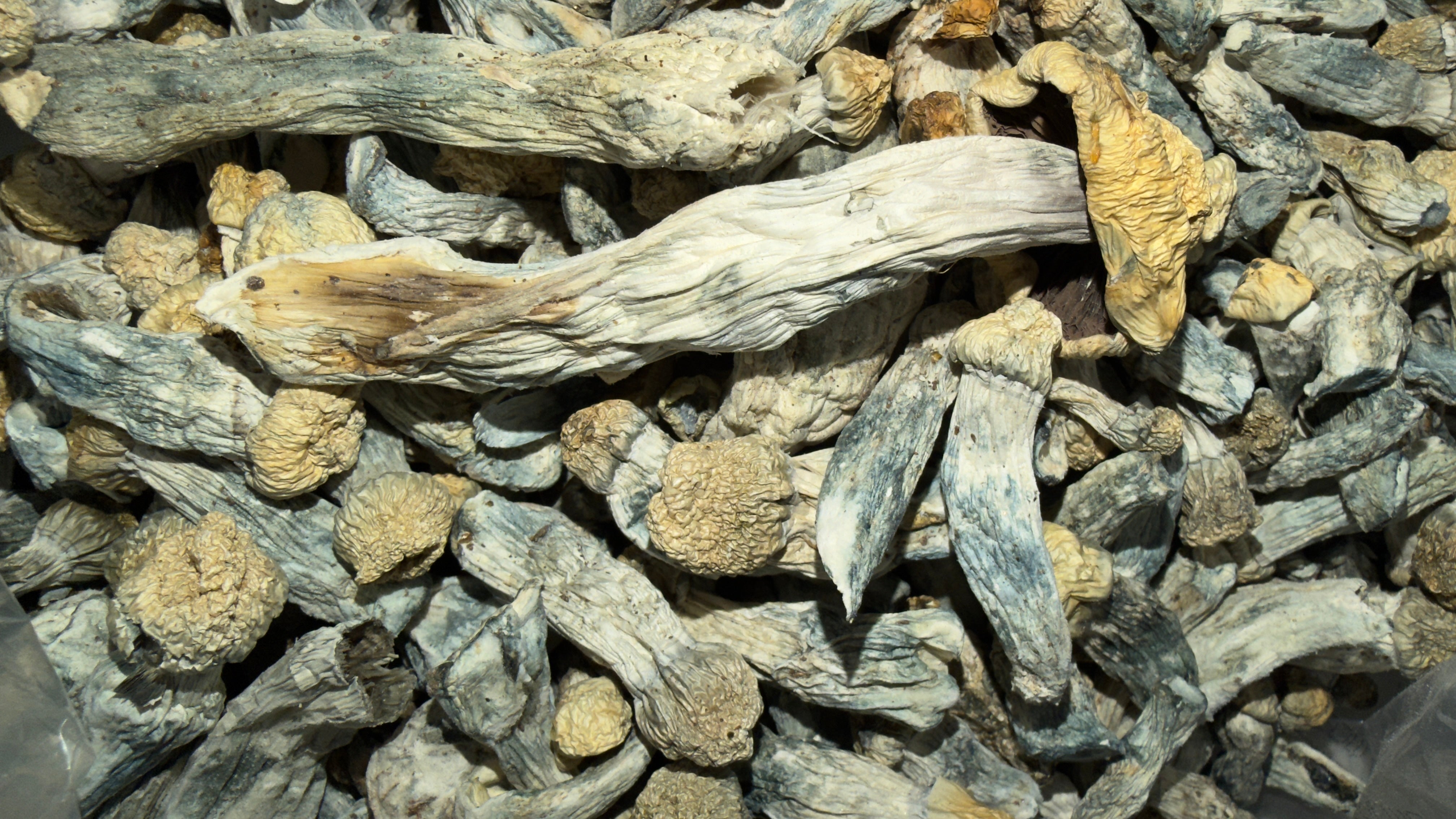 BLUE MEANIE (HOUSE MUSHROOM)