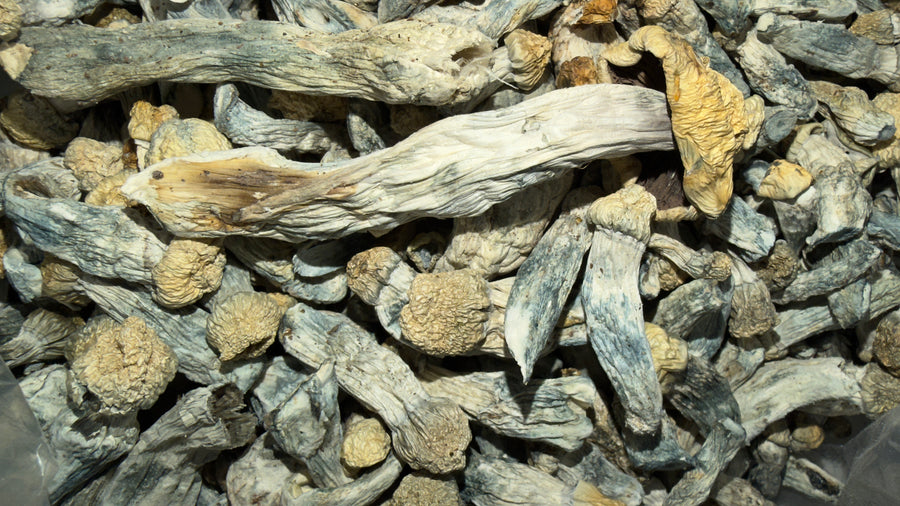 BLUE MEANIE (HOUSE MUSHROOM)