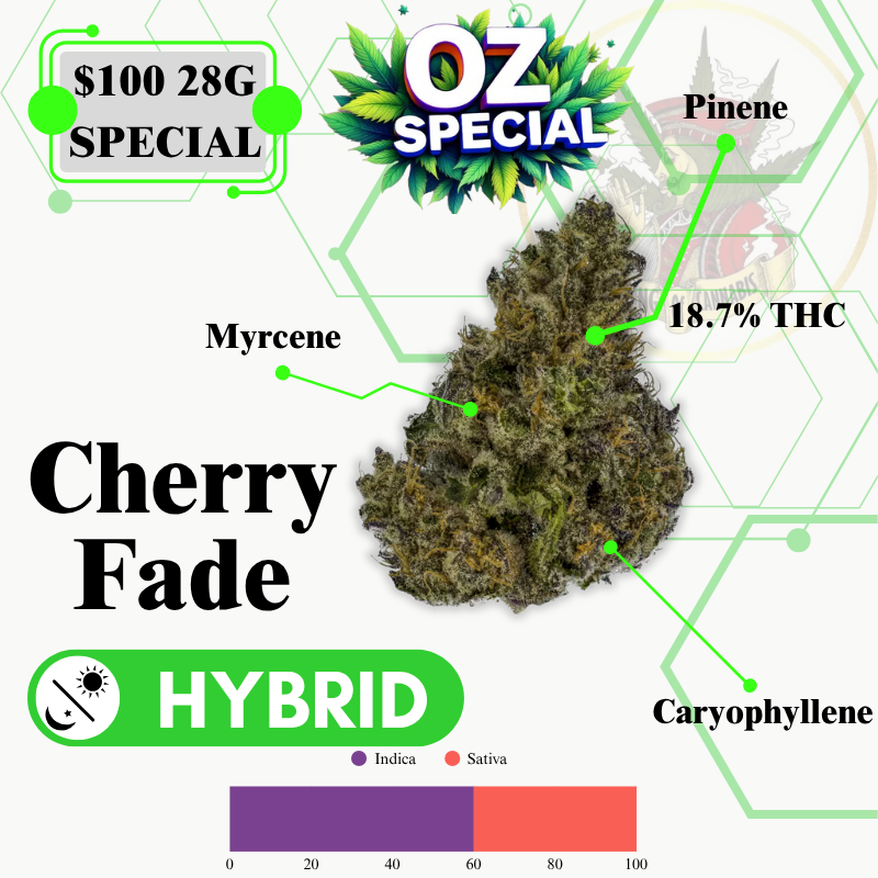 CHERRY FADE (HYBRID)-MIDSHELF