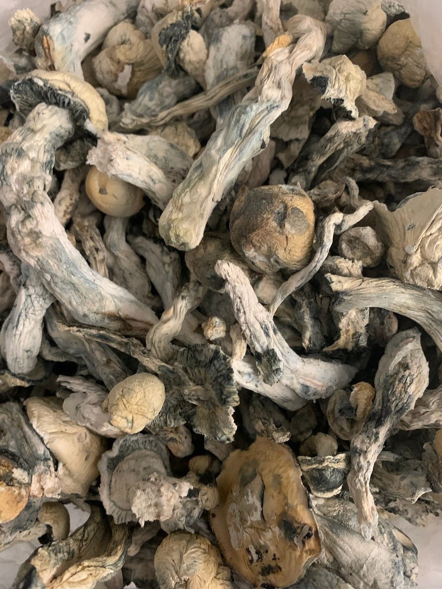 MEXICANA (HOUSE MUSHROOMS)