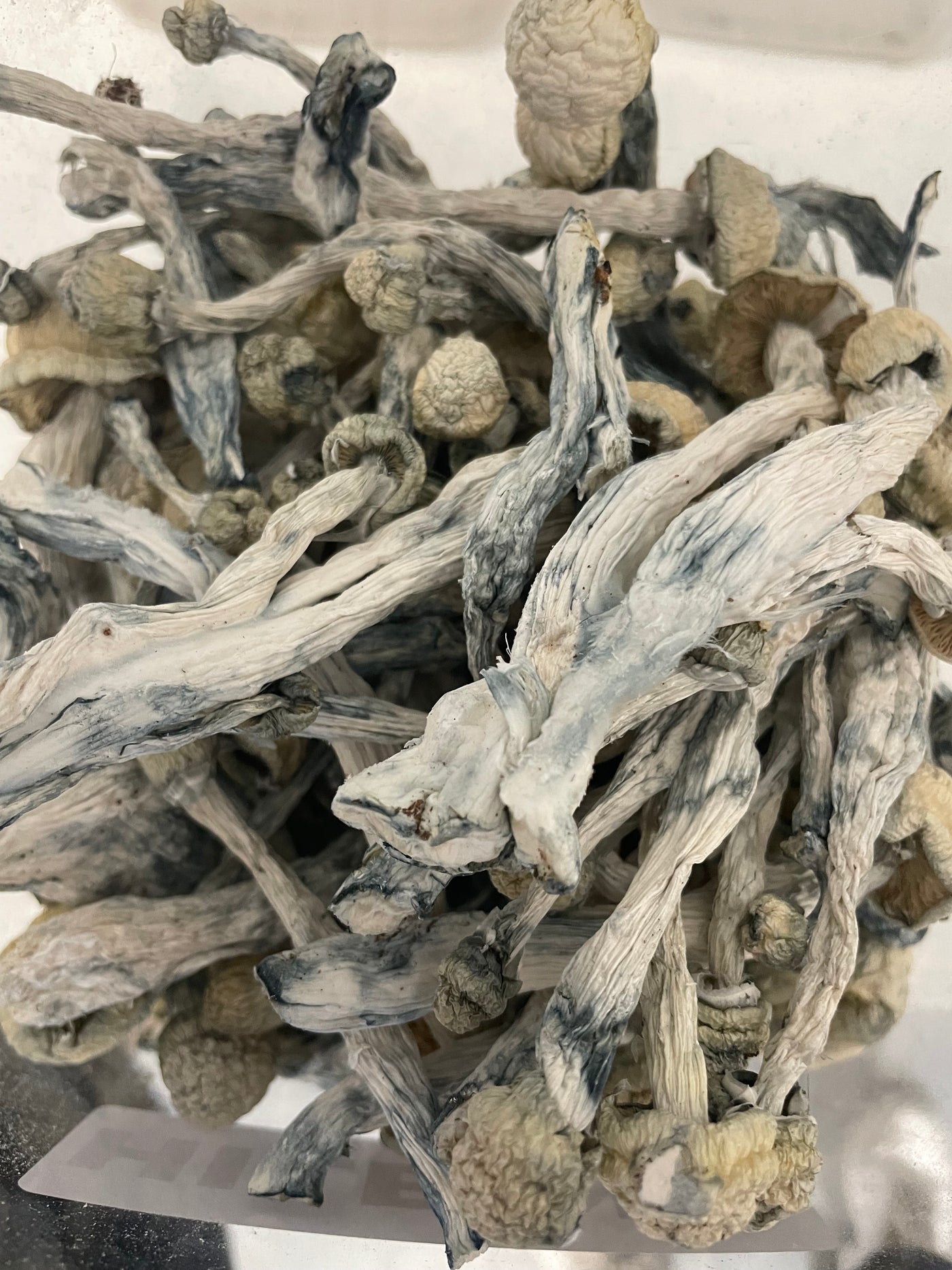 AISBERG (ALBINO THAI LIPA YAI) (HOUSE MUSHROOM)
