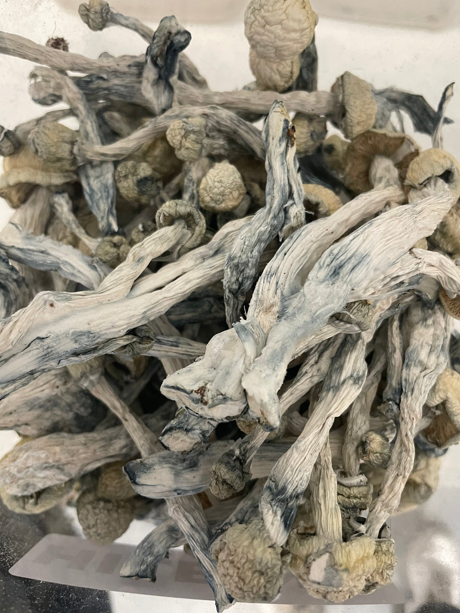 AISBERG (ALBINO THAI LIPA YAI) (HOUSE MUSHROOM)