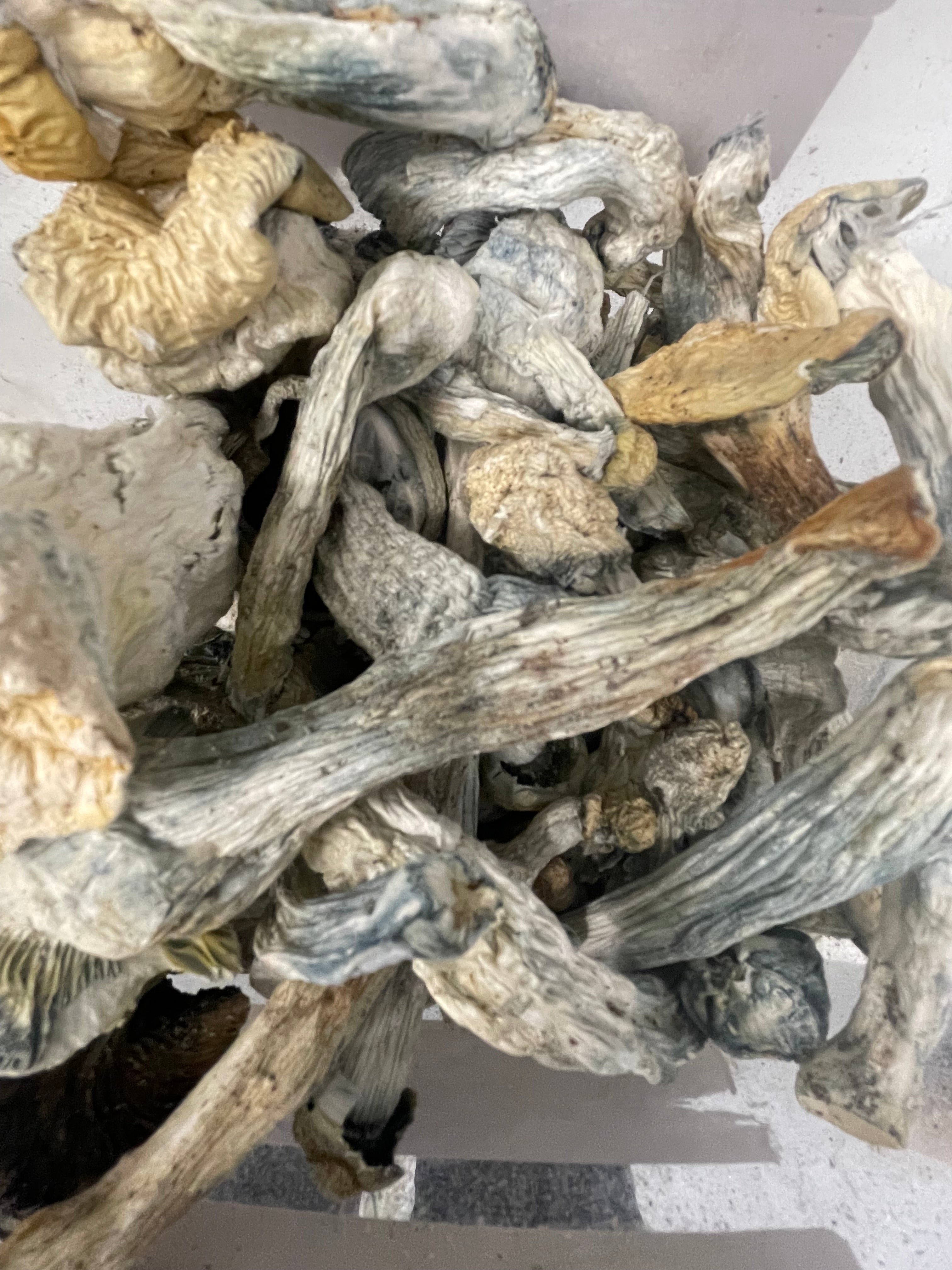 MEXICANA (HOUSE MUSHROOMS)