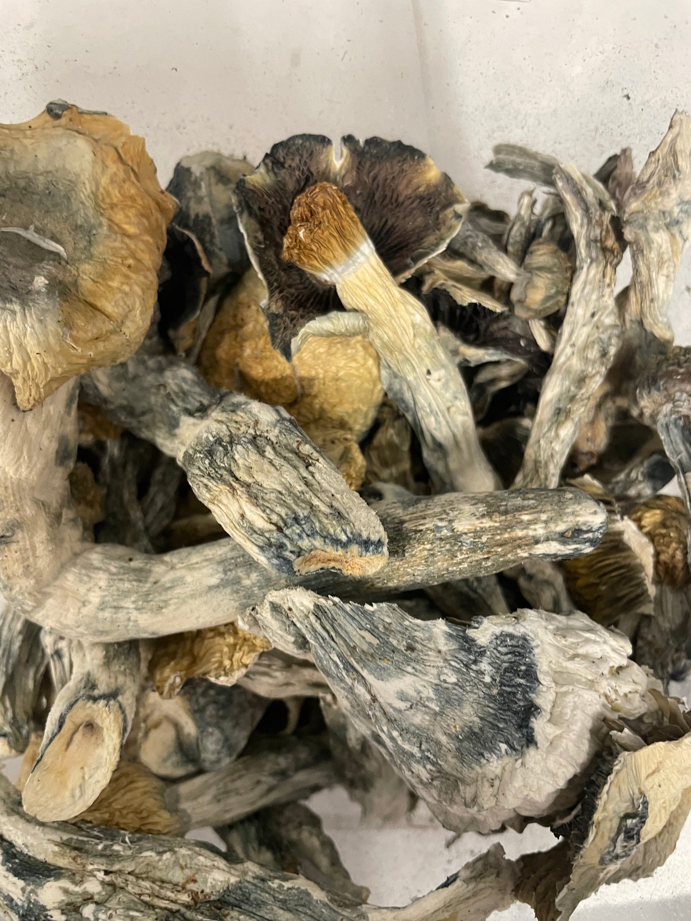 GOLDEN TEACHER (HOUSE MUSHROOM)