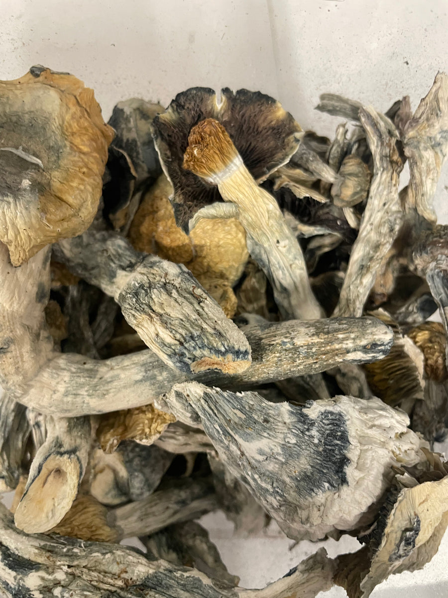 GOLDEN TEACHER (HOUSE MUSHROOM)