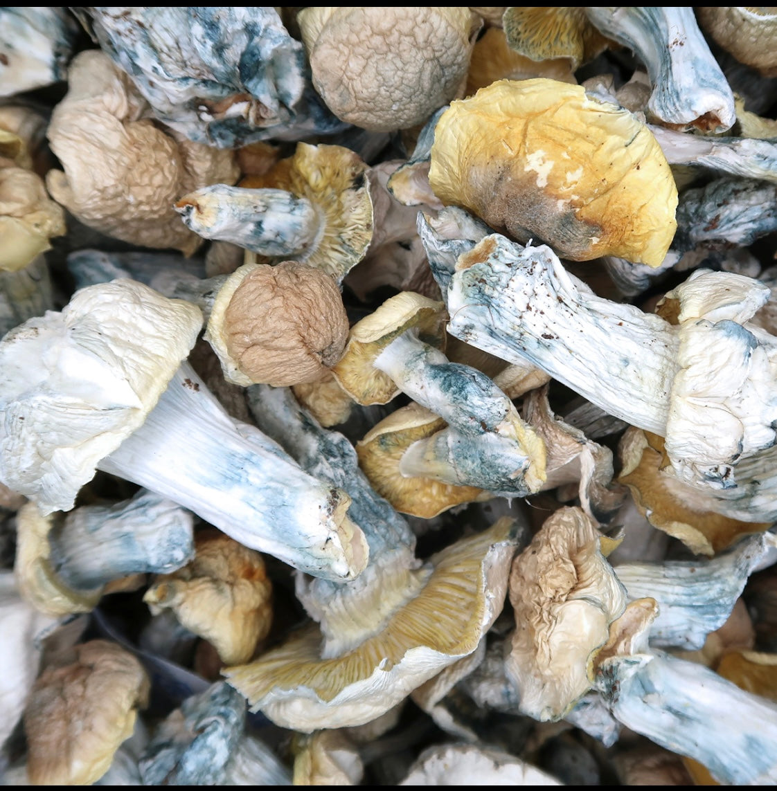 AISBERG (ALBINO THAI LIPA YAI) (HOUSE MUSHROOM)