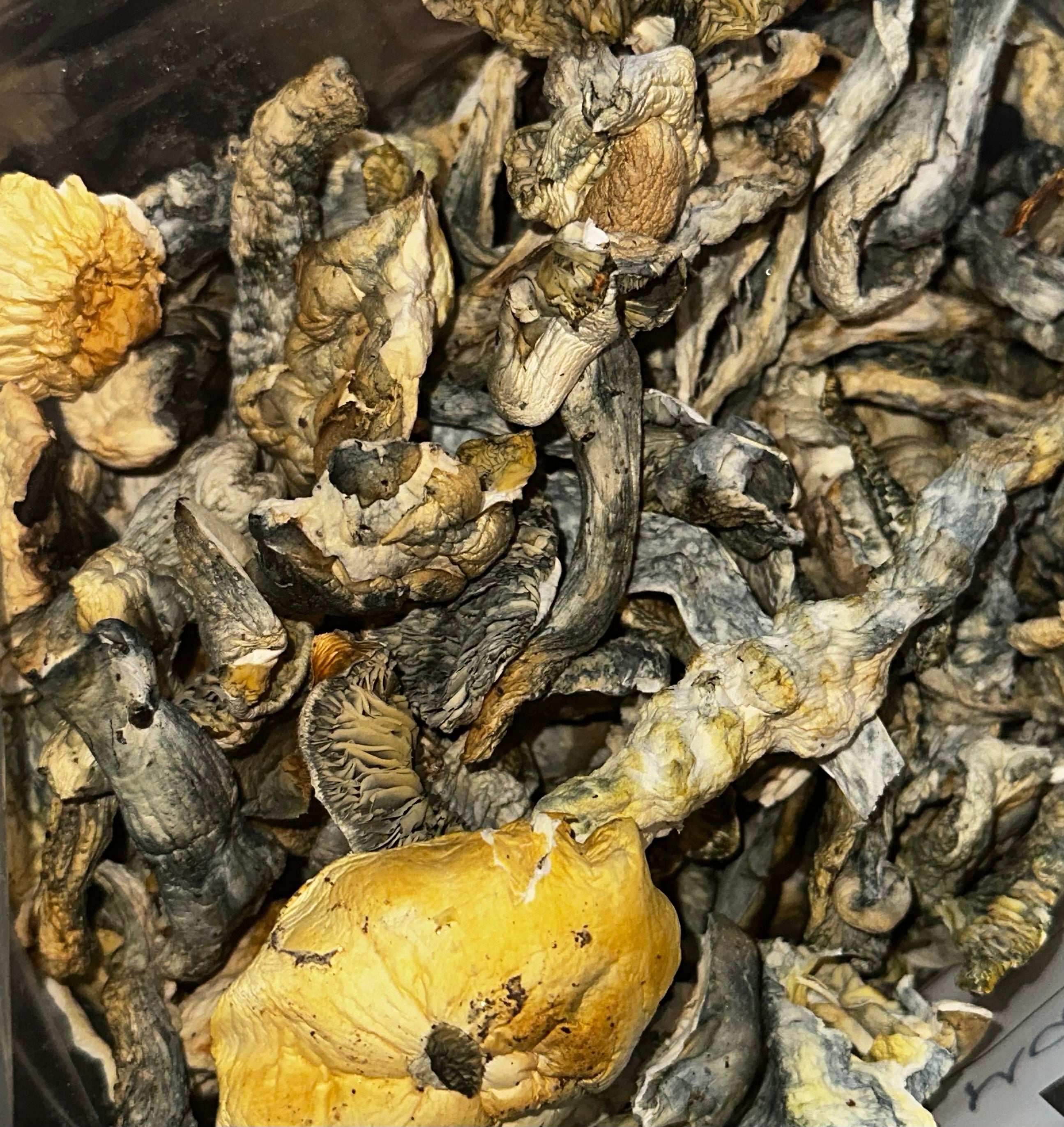 AMACK (HOUSE MUSHROOM)