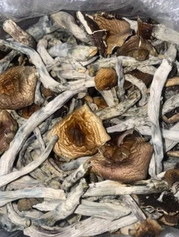 AMACK (HOUSE MUSHROOM)