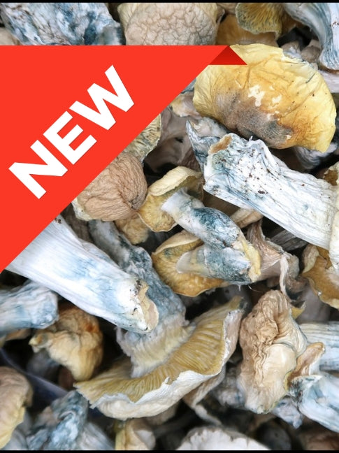 AISBERG (ALBINO THAI LIPA YAI) (HOUSE MUSHROOM)