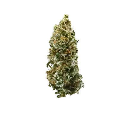 CHERRY RUNTZ ( MID OUTDOOR SPECIAL)
