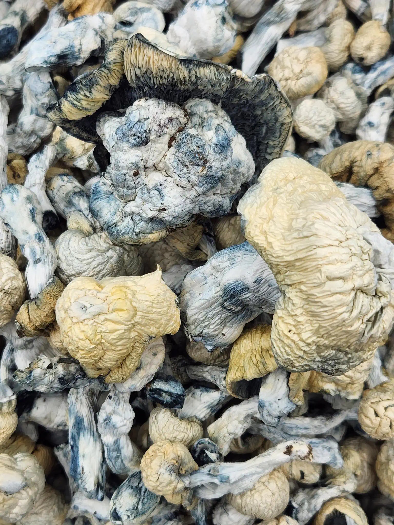 SHATKI (HOUSE MUSHROOM)
